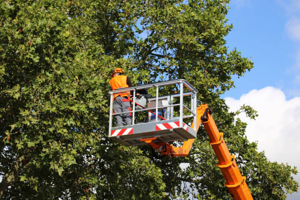 Best Tree Risk Assessment  in Harrisburg, IL